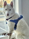 Asta - Photo 3