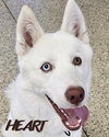 Asta - Photo 4