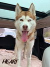 adoptable Dog in  named Annie - ON HOLD - NO MORE APPLICATIONS