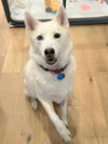adoptable Dog in  named Rose - ON HOLD - NO MORE APPLICATIONS