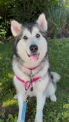 adoptable Dog in  named Lyra