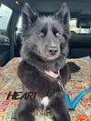 adoptable Dog in  named Onyx - ON HOLD - NO MORE APPLICATIONS
