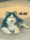 adoptable Dog in  named Hank