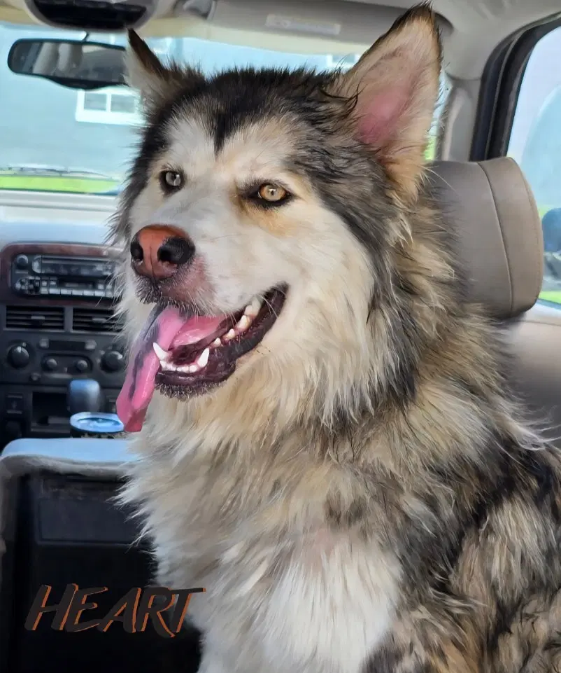 Choco - Siberian Husky