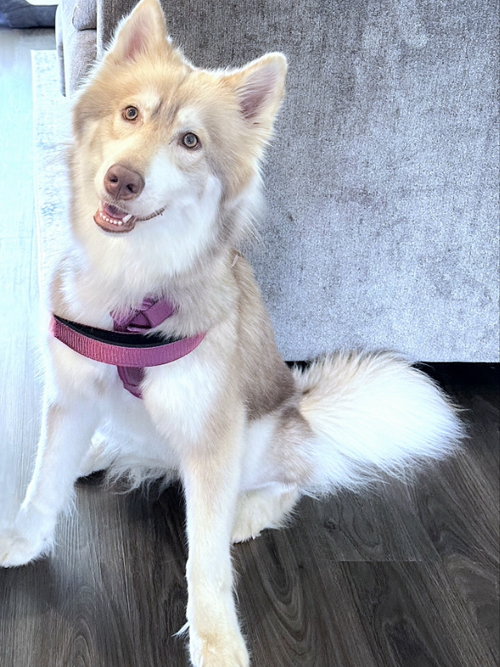 picture of the dog needing adoption