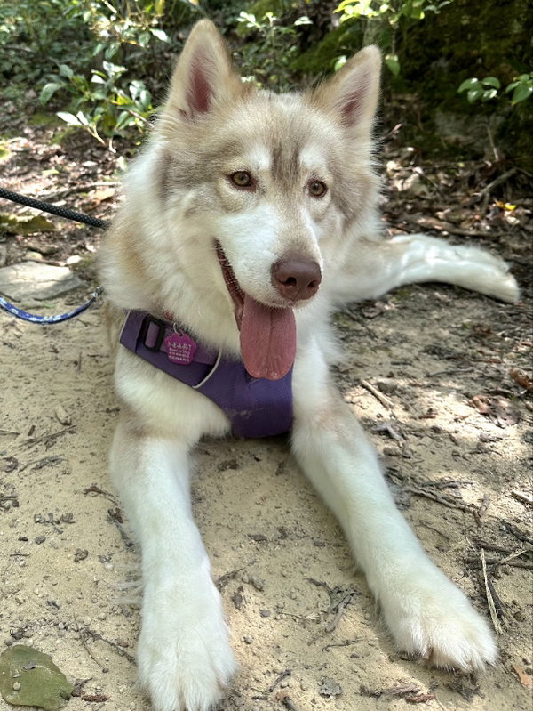 Isabella - ON HOLD - NO MORE APPLICATIONS