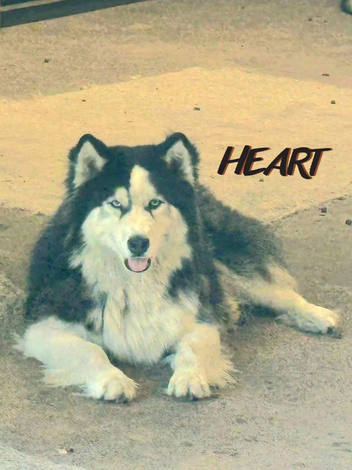 Hank - Siberian Husky