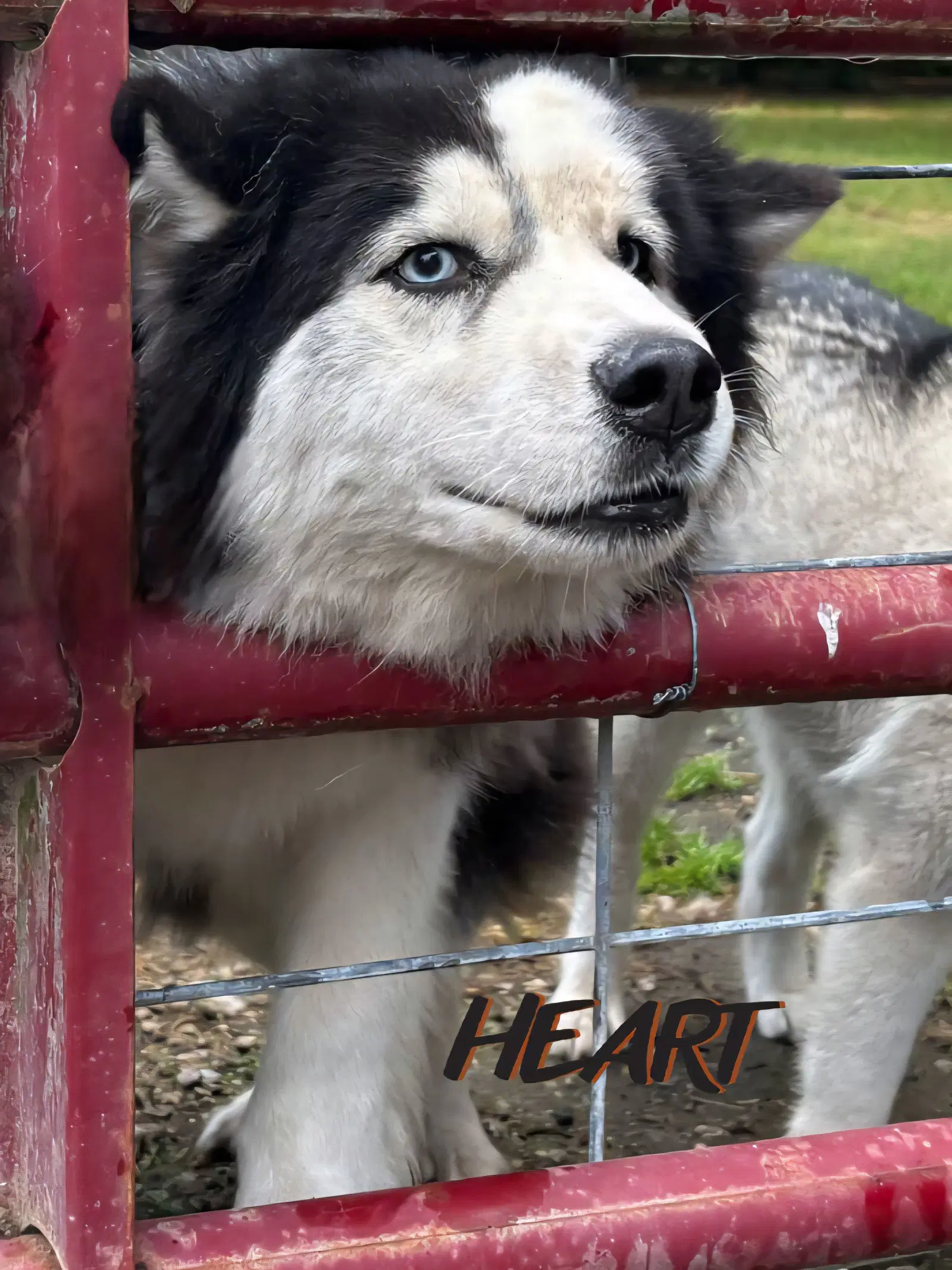 Hank image 2