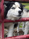 Hank - Photo 2