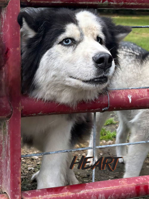 HANK - Siberian Husky available for adoption