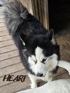 Hank - Photo 3