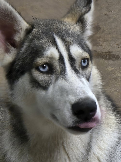 picture of the dog needing adoption