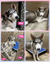 Tilly - ON HOLD - NO MORE APPLICATIONS - Photo 6