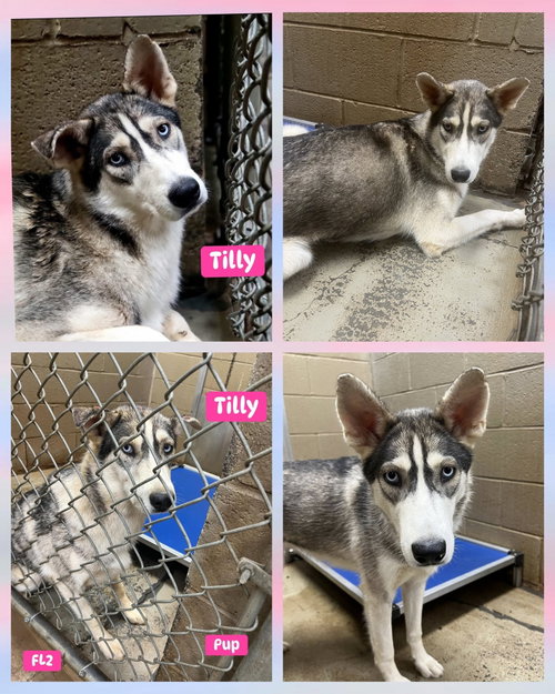 Photo 6 of Tilly - ON HOLD - NO MORE APPLICATIONS