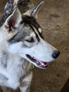 Tilly - ON HOLD - NO MORE APPLICATIONS - Photo 7