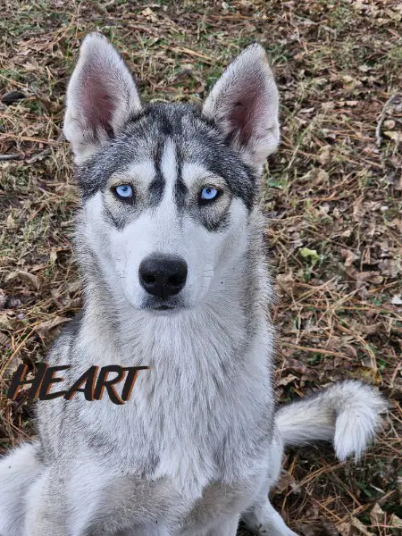 Tilly - On Hold - No More Applications - Siberian Husky