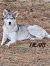 Tilly - ON HOLD - NO MORE APPLICATIONS - Photo 2