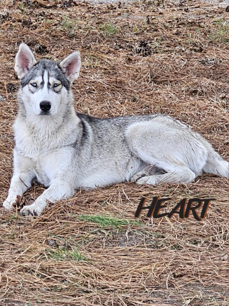 TILLY - ON HOLD - NO MORE APPLICATIONS - Siberian Husky available for adoption