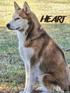 Rosie - Photo 2