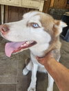 Rosie - Photo 3