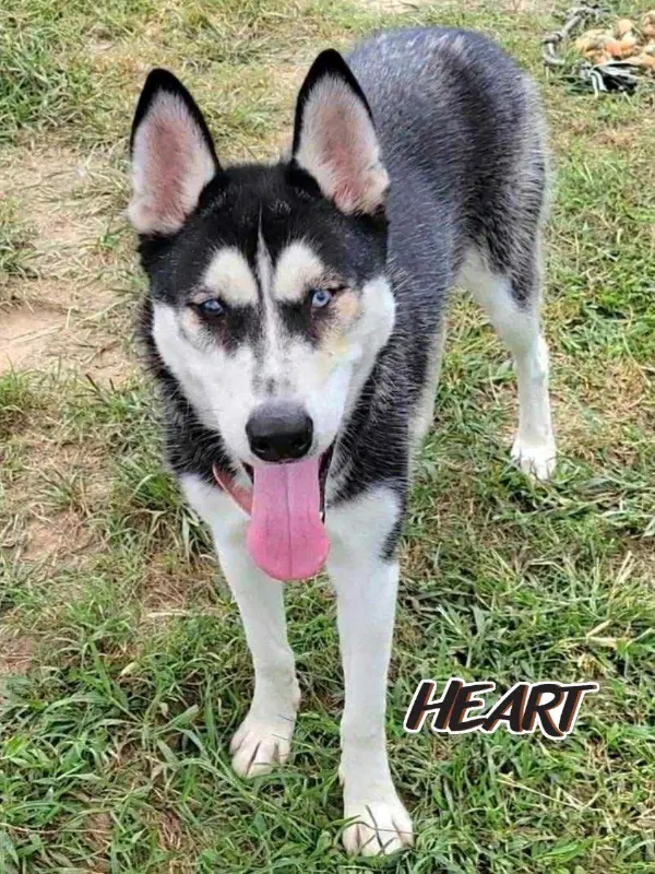 Nika - Siberian Husky