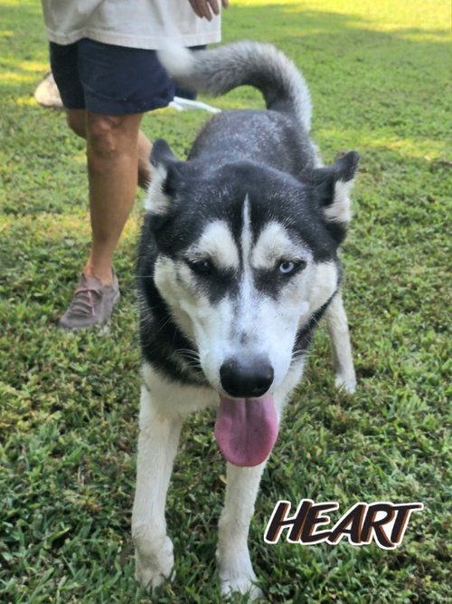 NIKA - Siberian Husky available for adoption