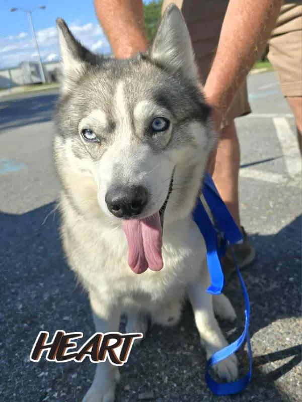 Snow - On Hold - No More Applications - Siberian Husky