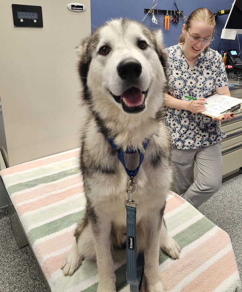 picture of the dog needing adoption