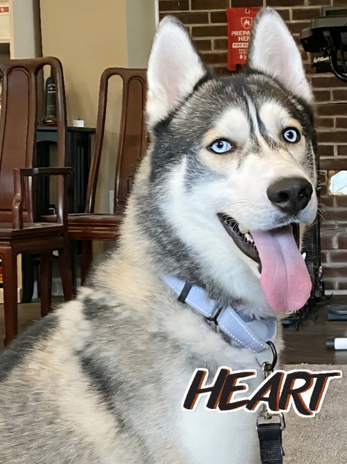 picture of the dog needing adoption
