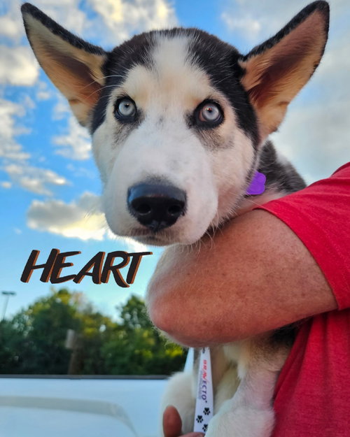 picture of the dog needing adoption