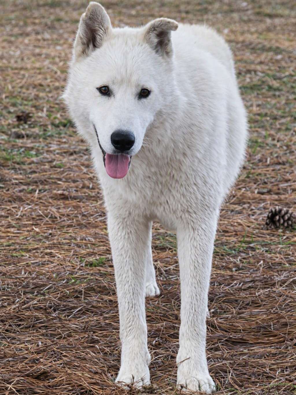 Marlow, dog — photo 1 of 4