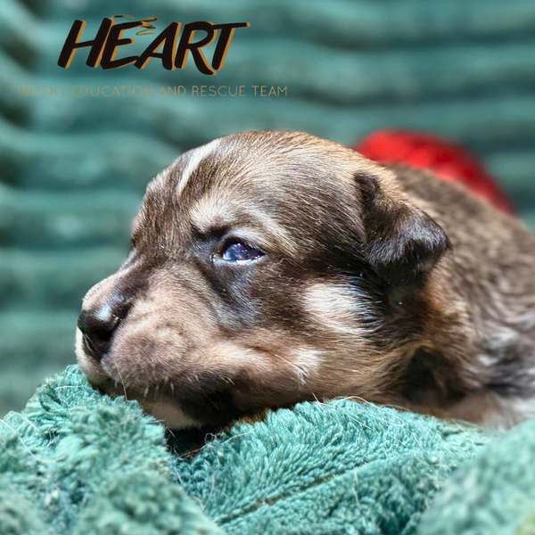 Scrappy - ON HOLD - NO MORE APPLICATIONS