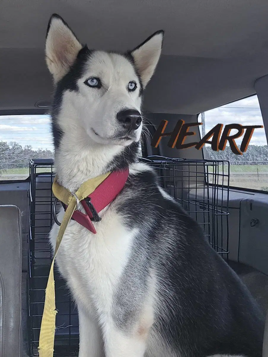 Geo - Siberian Husky
