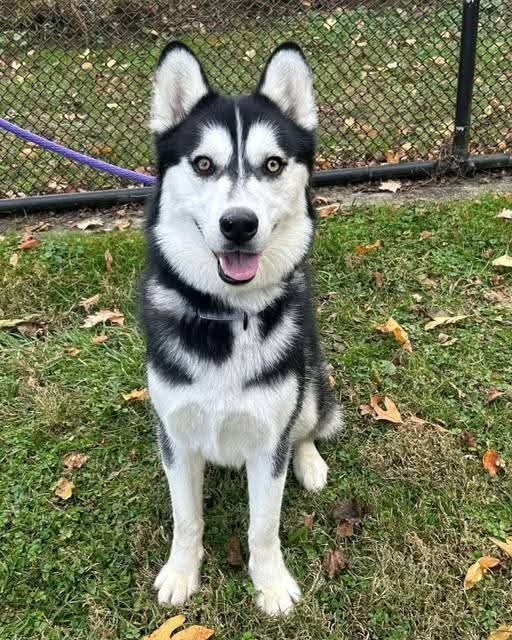 Nick - Siberian Husky