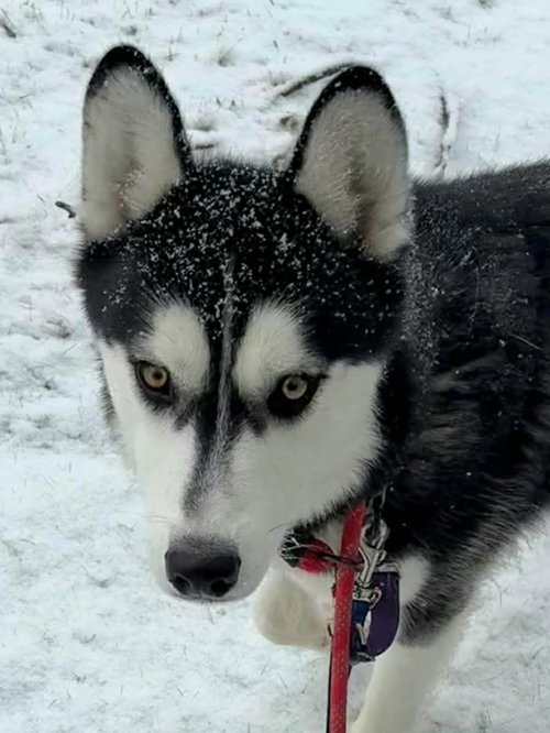 NICK - Siberian Husky available for adoption