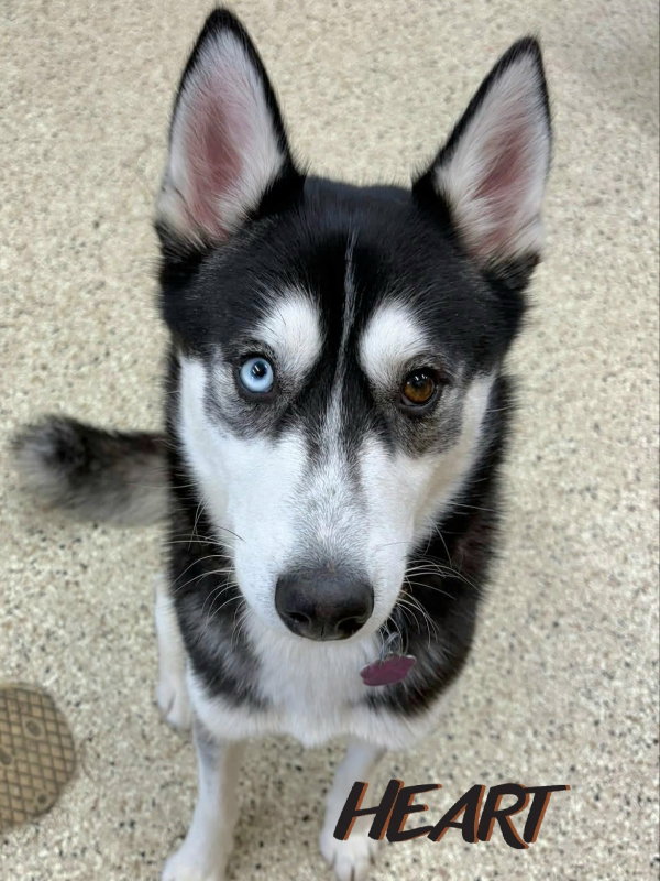 Freya Image
