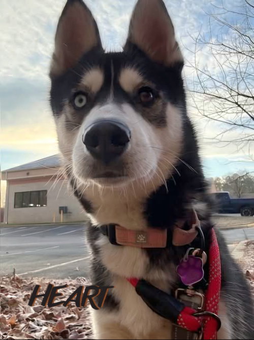 FREYA - Siberian Husky available for adoption