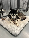 Freya - Photo 3