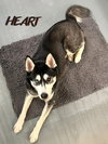 Freya - Photo 4