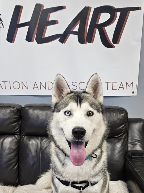 picture of the dog needing adoption