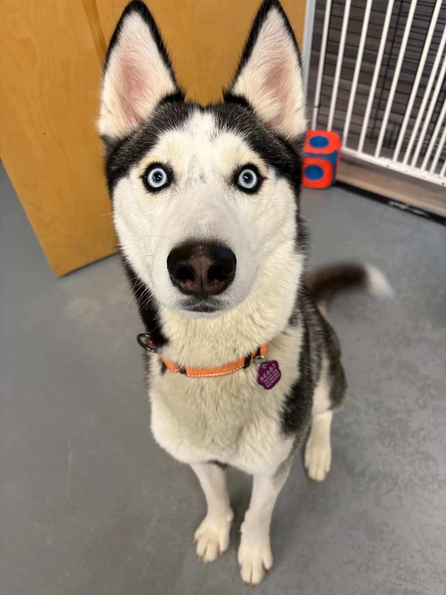 Nome - Siberian Husky