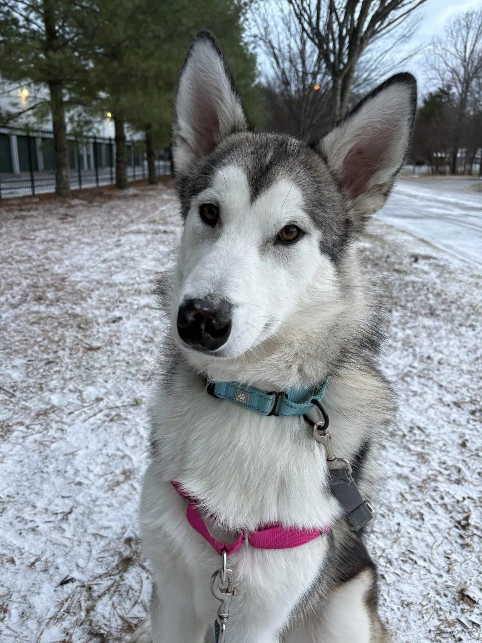 Sadie - Siberian Husky