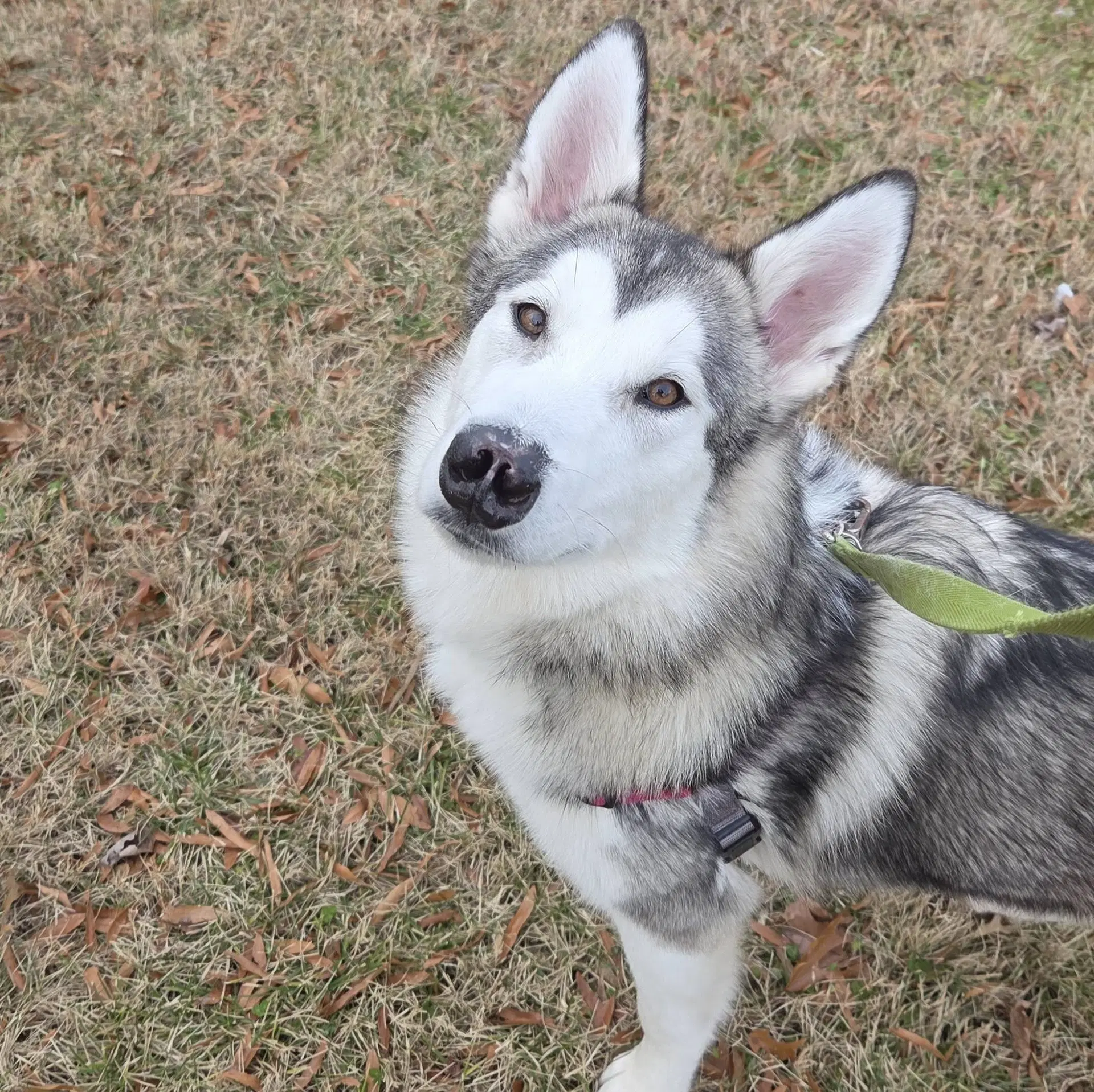 Sadie image 4