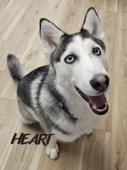 picture of the dog needing adoption