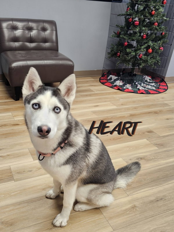 Suki