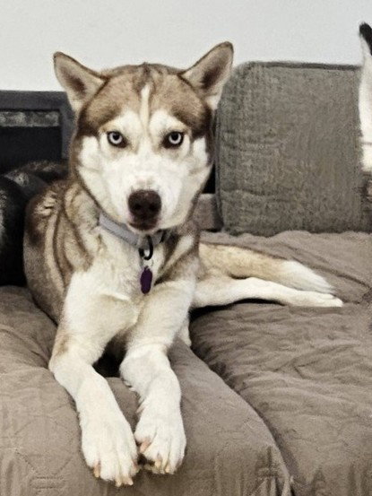 picture of the dog needing adoption