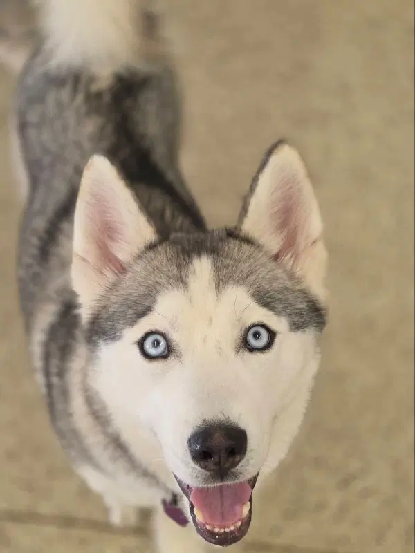 Oscar - Siberian Husky