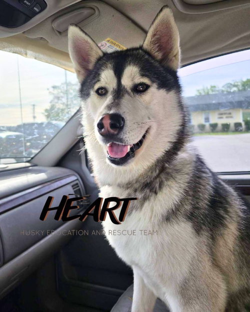 Duke, an adoptable Siberian Husky in Severn, MD