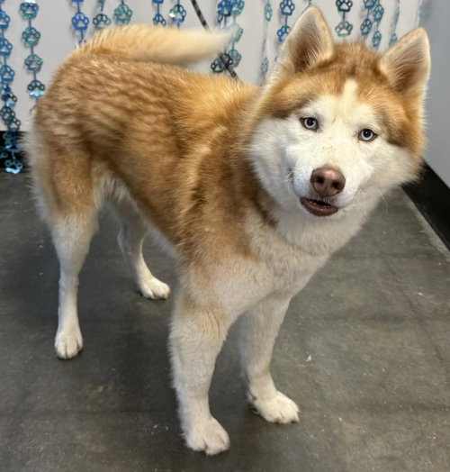 Sunny, an adoptable Siberian Husky in Severn, MD