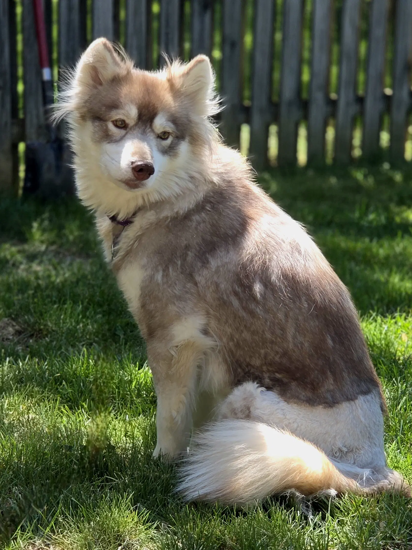 Heidi - Siberian Husky